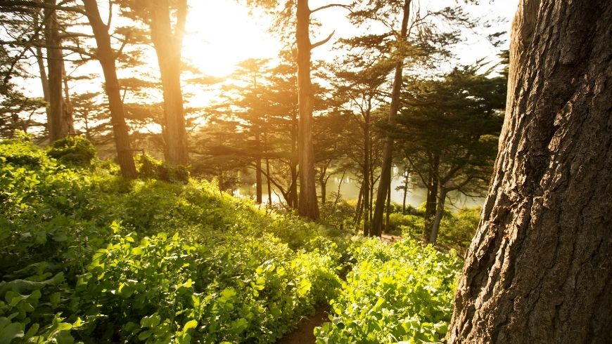 Golden Gate Park, where the Greenest Museum is