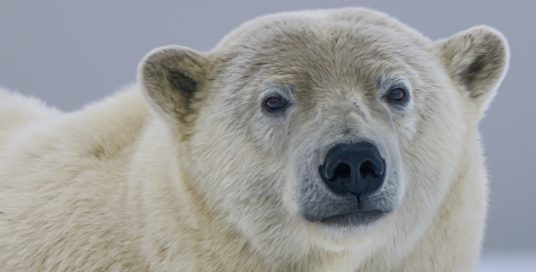 Biodiversity: polar bear