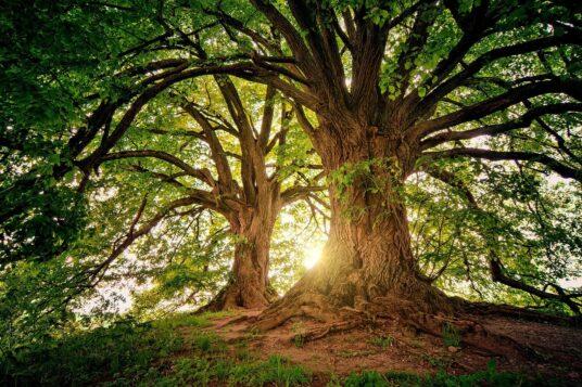 forest with old trees