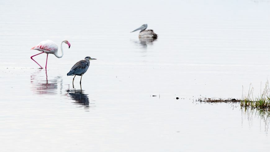 Pink flamingo in Vendicari Nature Reserve