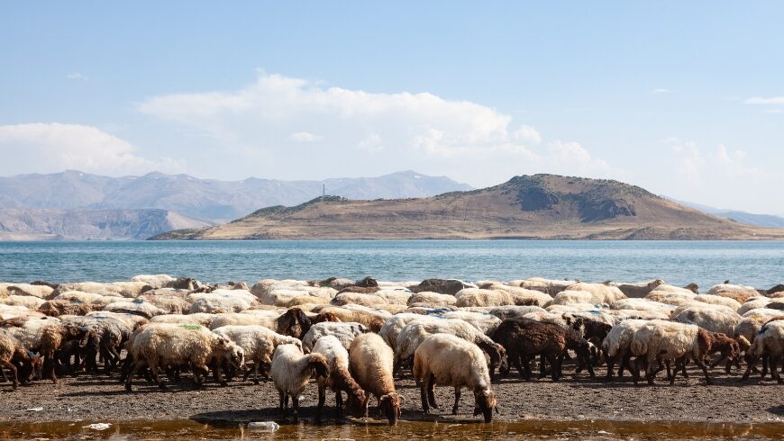 Lake Van Eastern Anatolia Wildlife Reserve