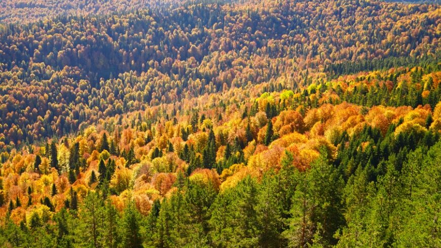 Yenice Forest