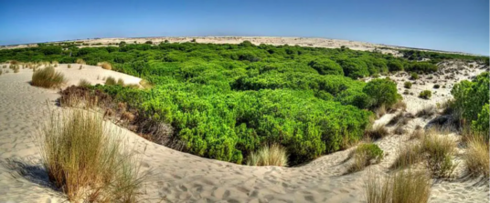 The mix of bushes and sand in the Doñana National Park