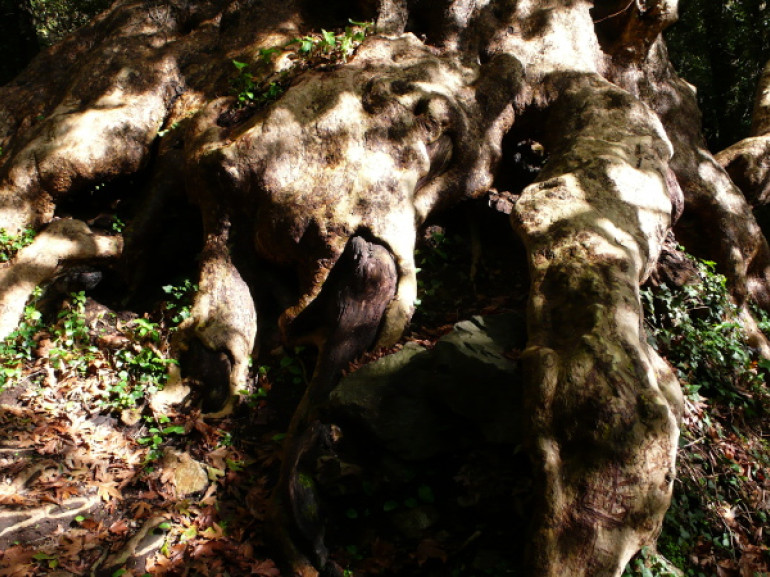 The largest Oriental Plane in Italy, in Calabria