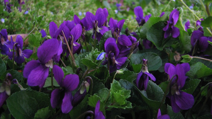 violetta di Parma