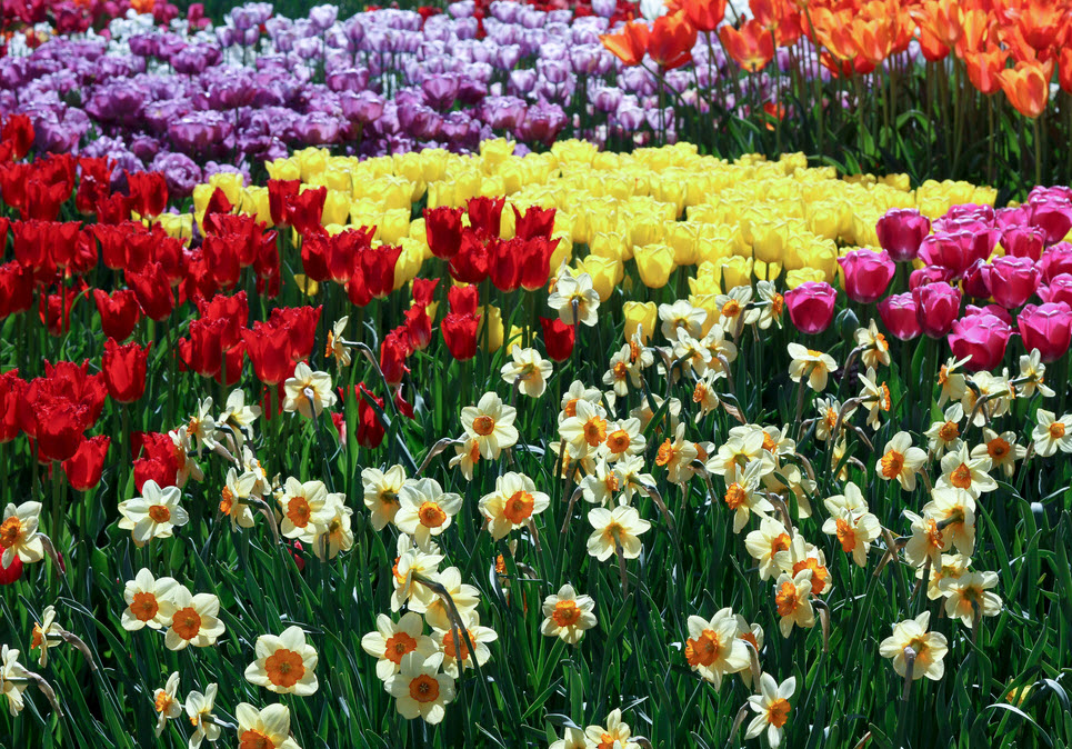 Beds of colourful flowers