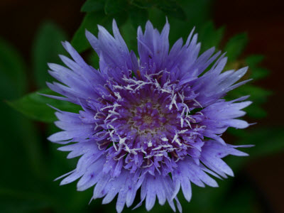 Stokesia flower
