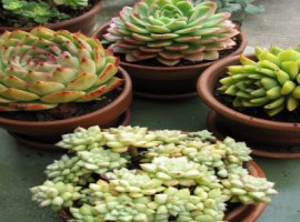 Succulent plant pots