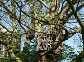 Bird nest
