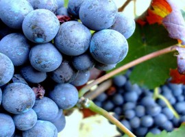 red grapes