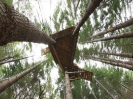 Tree platform
