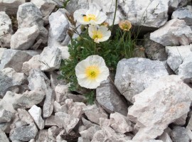 Flowers near Hut Luca Vuerich, Friuli Venezia Giulia