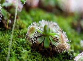 Sundew on succulent
