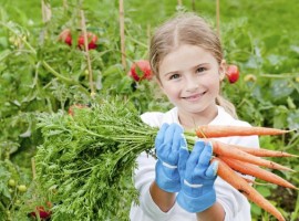 Vegetable garden in holiday