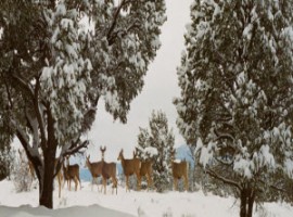 Deer amd snow
