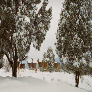 Deer amd snow