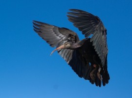 Ibis Calva