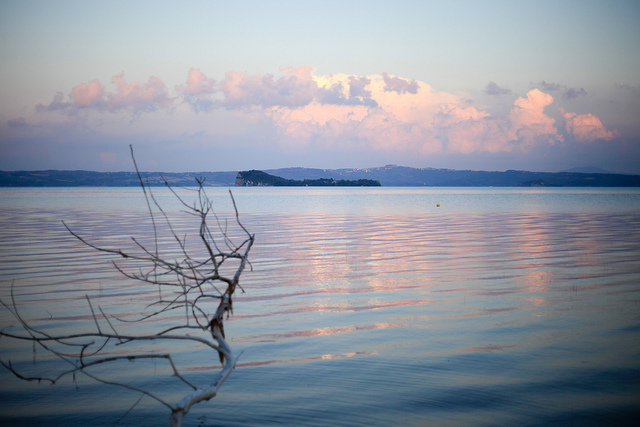 A branch crops up from the Lake of Bolsena; on the background there is a little island at the center of the lake