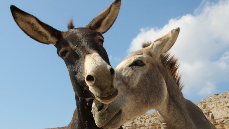 Donkeys in love