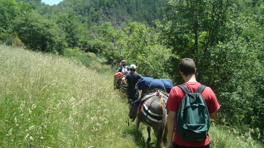 walking with donkeys in Casentino: tre people, two donkeys, some trees