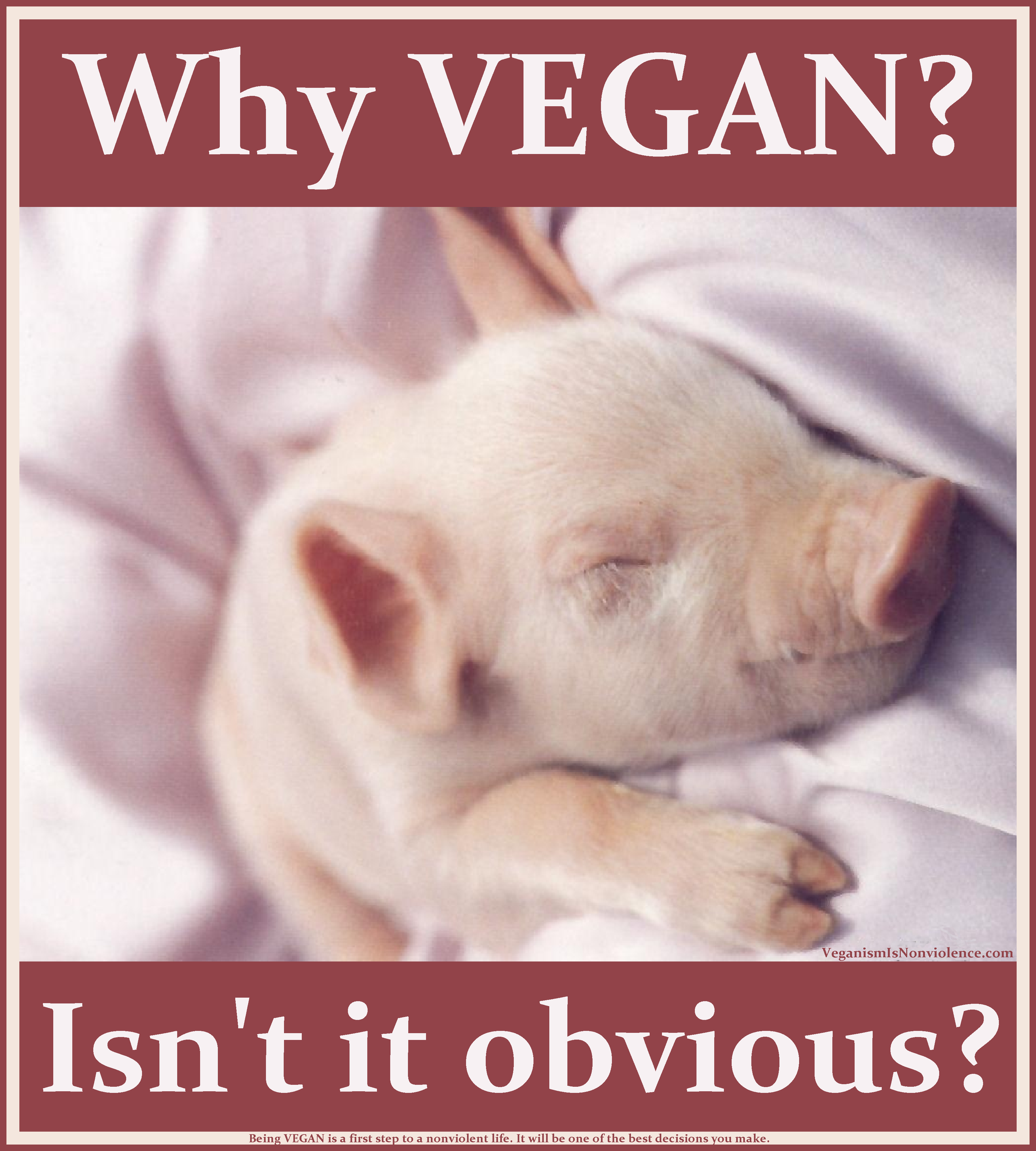 piglet-why-vegan