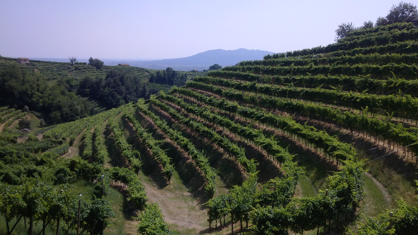 The vineyards around Osteria senz'Oste at Santo Stefano in Treviso