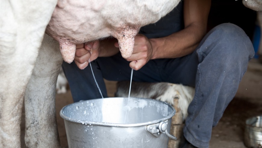Milking in Agripaules farm, Sardinia