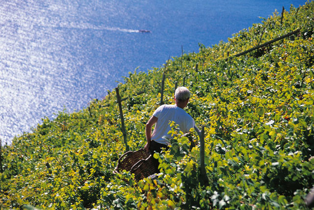 Sciacchetra vineyards, the tipical wine in Cinque Terre, Italy
