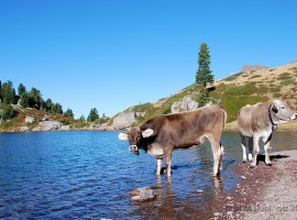 Two cows in Lagorai