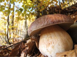 Mount Amiata's mushroom