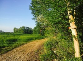 the Path of Tidone