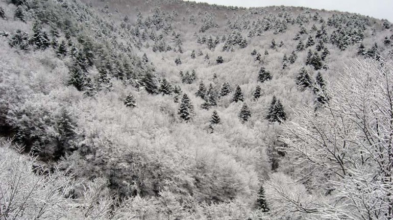 Sila National Park