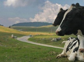 Farmhouse La Fonte, in Trentino South Tyrol