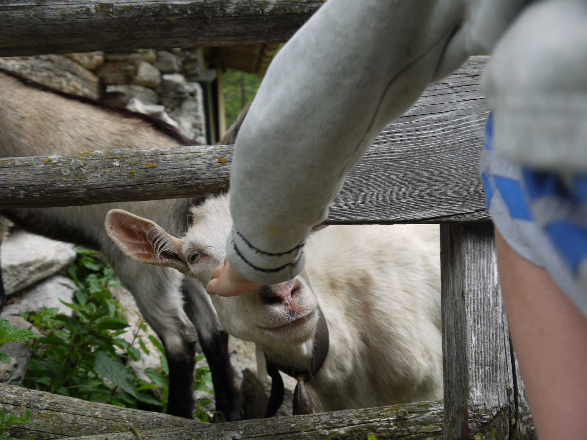 Goats to pet, at the hut Lazins