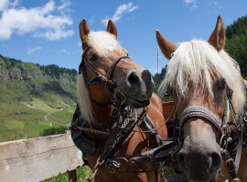 Travelling by carriage (or sled) horse drawn Plan, Passeiertal, Southtyrol