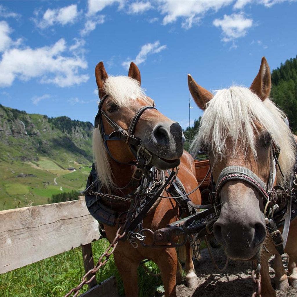 Travelling by carriage (or sled) horse drawn Plan, Passeiertal, Southtyrol