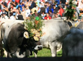 traditional festival in Val Passiria: return of the cattle