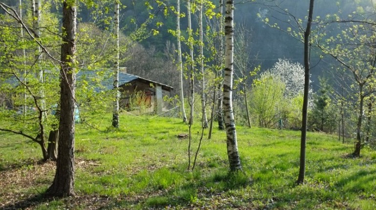 Eco-hotels to discover the wonders of the forest