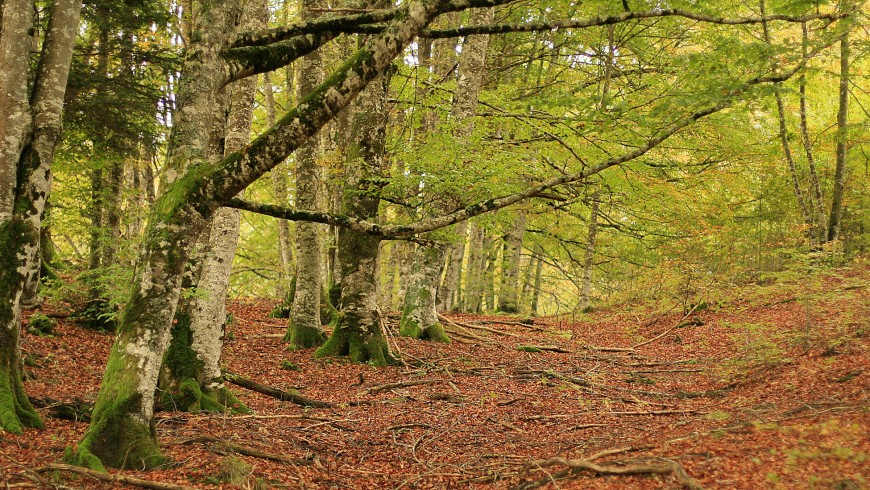 The Irati Forest, Navarre