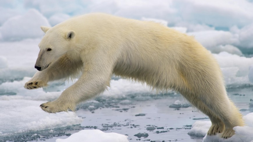 Polar bear has became one of the symbol of climate change. Will the Paris agreement save the Planet?