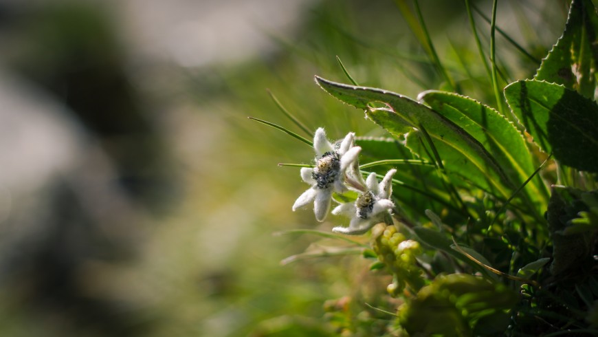 Edelweiss