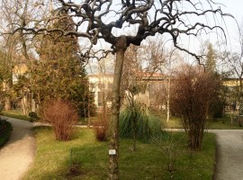 Botanical Garden of Padua