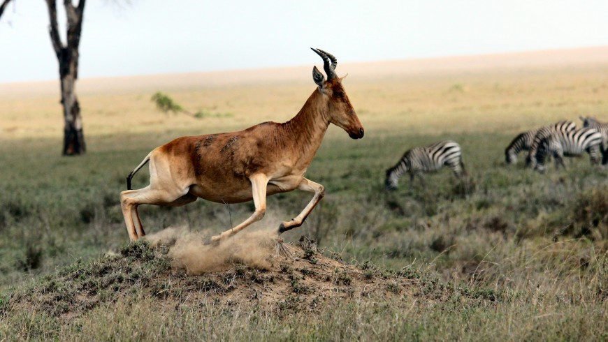 Serengeti, one of the most beautiful national parks in the world