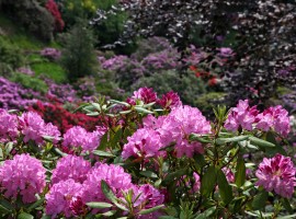 Conca dei Rododendri: one of the most beautiful parks of Italy