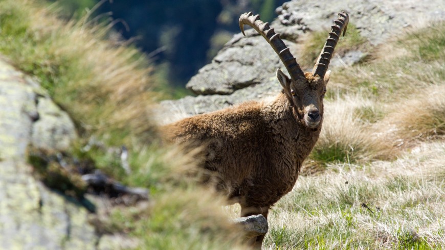 See an ibex in the Gran Paradiso Park