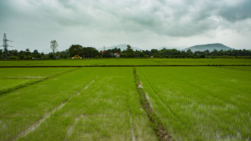 Rice fields, Vietnam