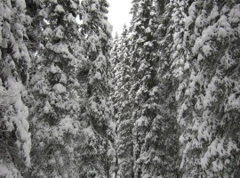 The Violins' Forest, Trentino