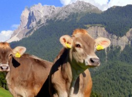 10 Alpine farmsteads where you can change your life