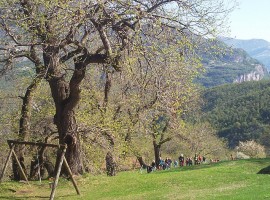 The wonders of the woods in Trentino