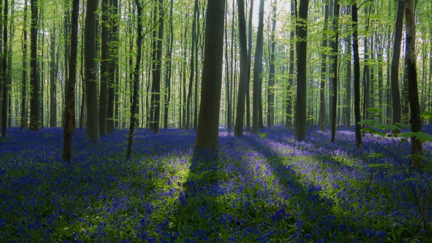 The magic of a blue forest in Belgium